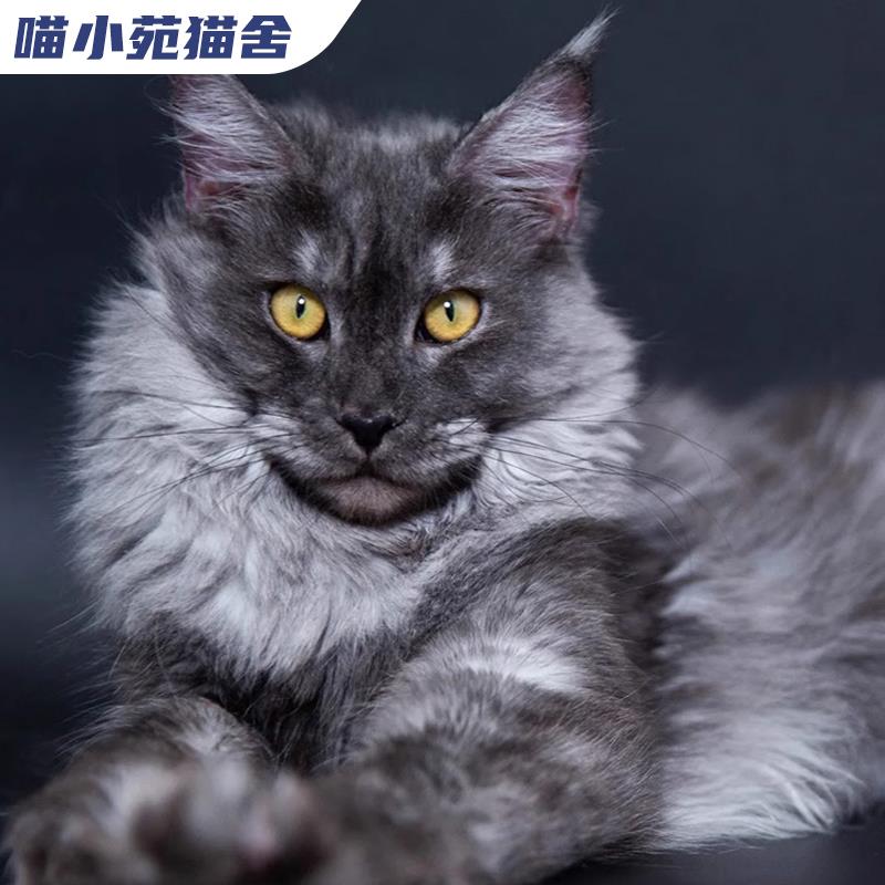 纯种缅因猫宠物猫咪布偶猫卷毛德文猫蓝猫暹罗猫层渐金美短英短 - 图2