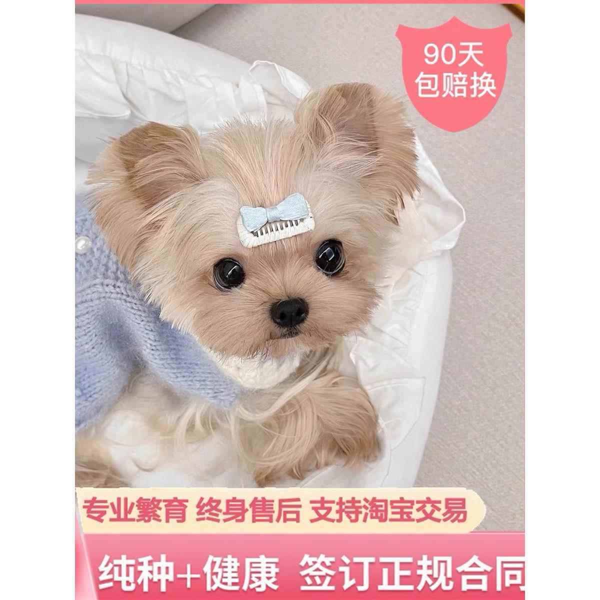 约克夏幼犬赛级纯种茶杯犬小型犬宠物狗幼崽金头银背马尔济斯韩系 - 图2