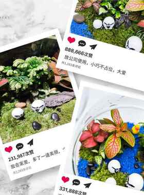 微景观室生态瓶成缸盆景玻植璃F9669JTH苔藓创意物造品景材料全套