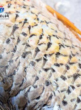 全自动去鱼鳞杀鱼机去鳞开肚杀鱼机黑鱼草鱼鱼类剖鱼设备不锈钢