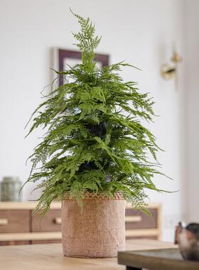 彷真香松盆栽植物圣诞树盆景彷生绿植办公室桌面香柏香味