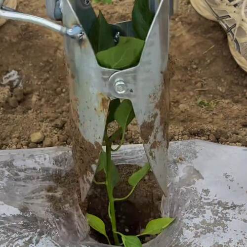 移苗神器栽苗工具农用蔬菜玉米移栽辣椒手动种菜移植万能专用新款 - 图2