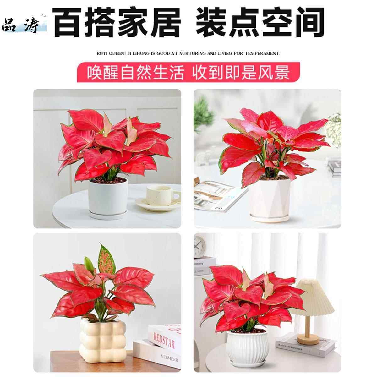 吉利红盆栽如意后室内客厅花卉绿植皇办公室桌面水培植季物四好养,淘宝优惠券,粉丝福利购,淘宝优惠卷