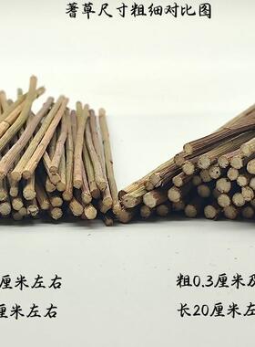 易经文化用品真品文王蓍草50支送5支筹策算筹算工具术数