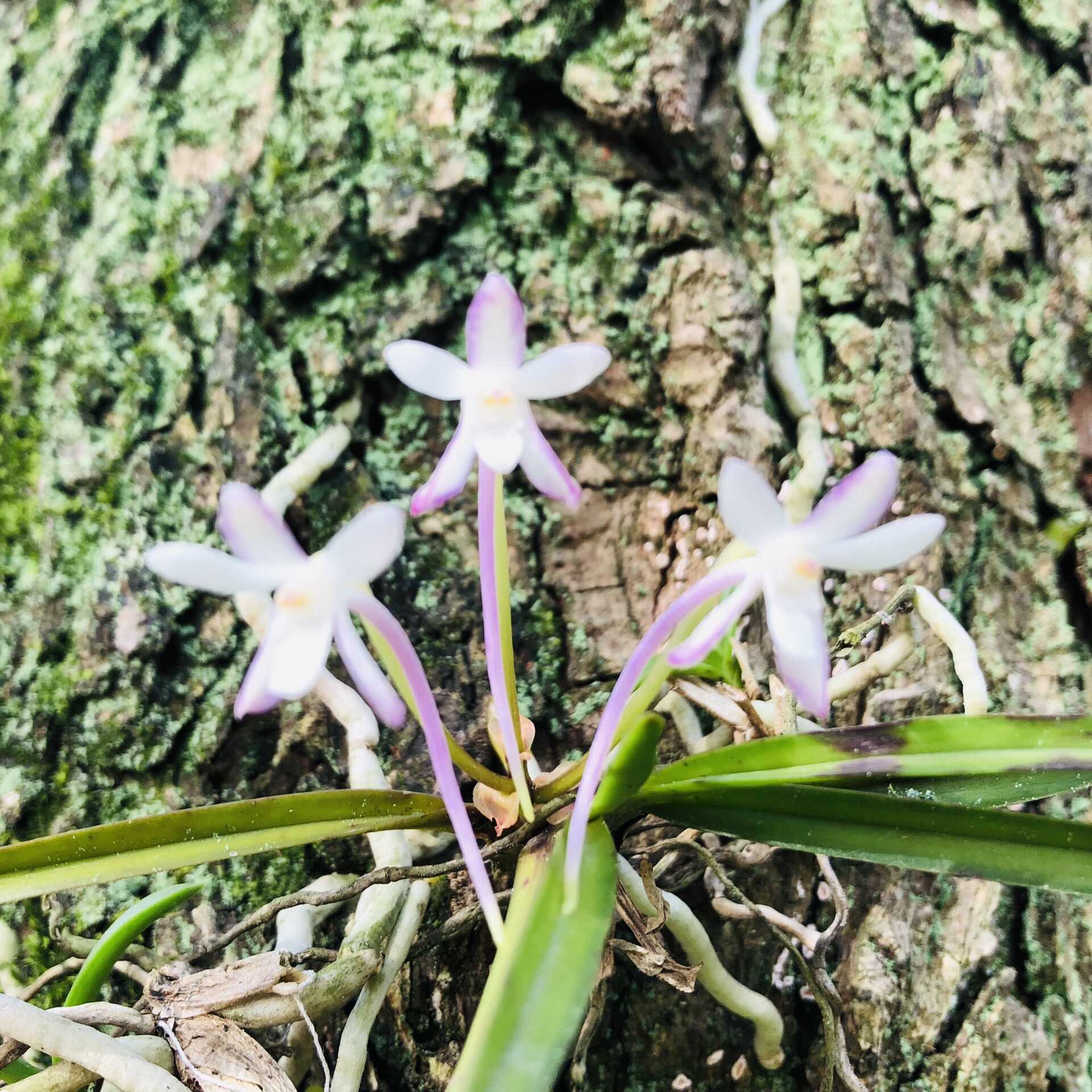 風蘭 新人首單立減十元 22年6月 淘寶海外 風蘭 新人首單立減十元 22年6月 淘寶海外