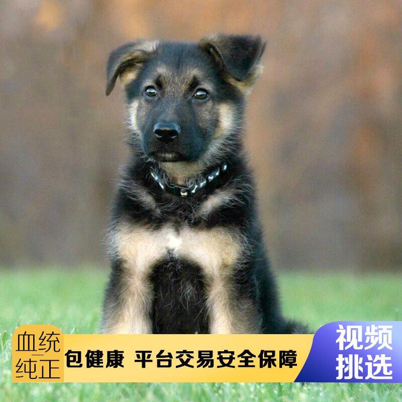 大型德国牧羊犬德牧幼犬领头羊短毛德牧看家小狼狗狗狗活物小狼犬 - 图0