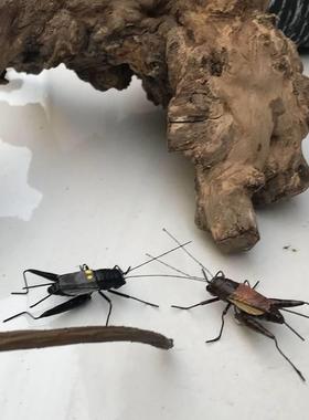 仿真昆虫蚂蚱蝈蝈蛐蛐螳螂知了模型盆景装饰泥土摆件磁性冰箱贴