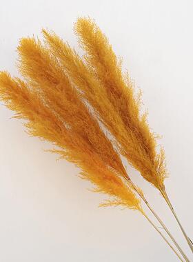 大芦苇干花花束白色灰色网红蒲苇潘帕斯真花婚庆装饰客厅落地摆件