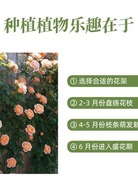 亚马逊外贸爬藤箱种植箱阳台种菜箱户外组合盆跨境绿植