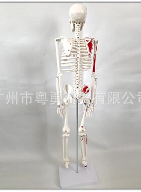 人体骨骼模型骨架带肌肉仿真玩具小白全身真人可拆卸正骨教学