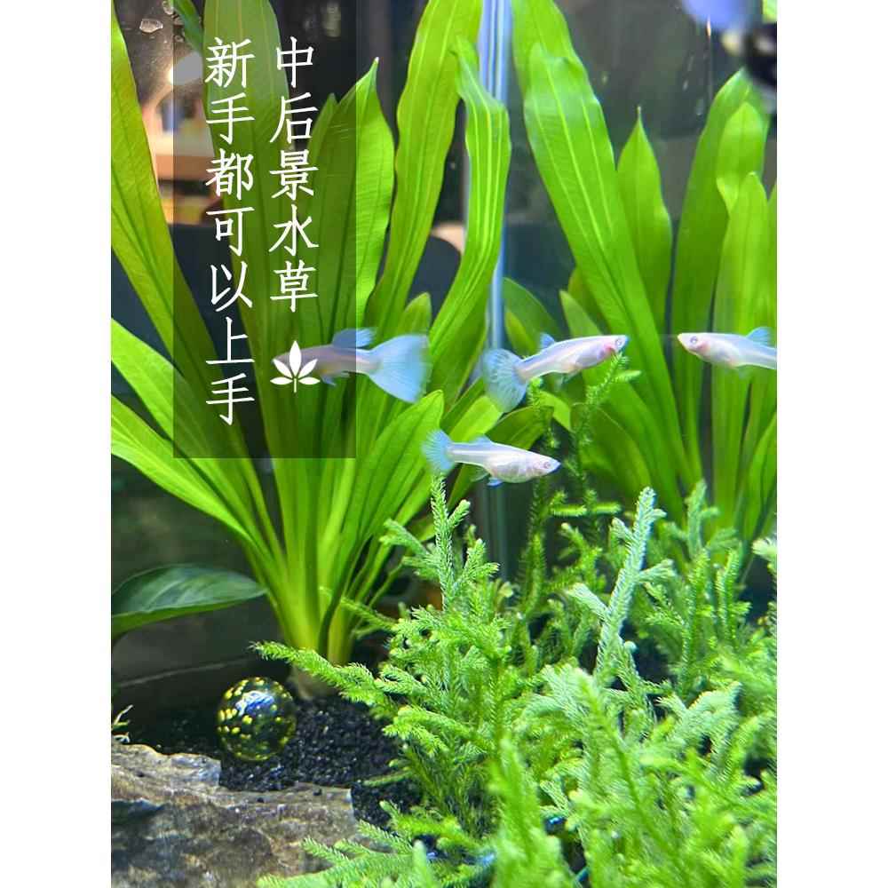 99种中后景水草鱼缸水族箱草缸新手造景植物活体淡水红宫廷红丁香 - 图2