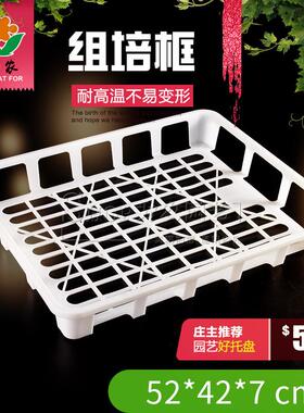 耐高温组培筐 组培框 组培周转盘箱框 组培专用托盘 育苗盘周转筐