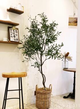 彷真绿色植物橄榄树大型咖啡服装店橱窗落地盆栽北欧ins彷真网红