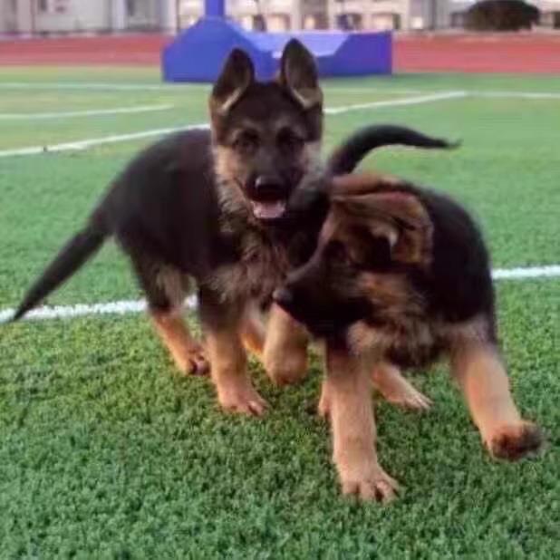 德牧幼犬大型犬警犬德国牧羊犬真狗狼犬正宗黑背弓背看门狗德牧 - 图3