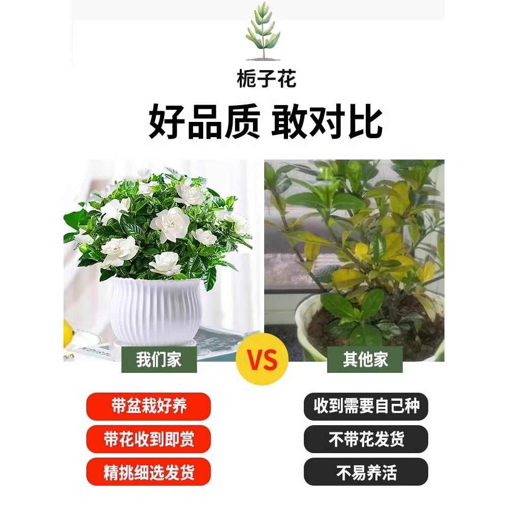 栀子花盆栽带花苞花卉植物室内水培绿植好养活绿植茉莉花四季开花 - 图2