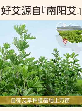 悬磁灸专用金艾柱 厂家随身灸家用艾柱控温便携温灸器艾灸柱
