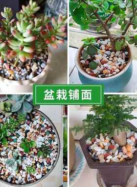 天然彩石多肉花盆铺面石花石头雨花石七彩色石子盆栽装饰鱼缸造景
