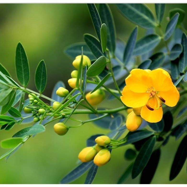 黄金梅盆栽木本植物阳台开花多年生花卉决明子庭院耐寒好养花期长,淘宝优惠券,粉丝福利购,淘宝优惠卷