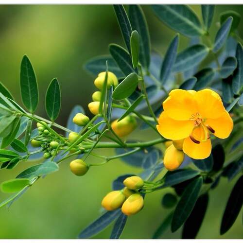 黄金梅盆栽木本植物阳台开花多年生花卉决明子庭院耐寒好养花期长 - 图3