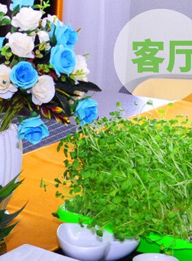 Cat Grass Seed Hydroponic Planting Kit, Soil-less Water Cult