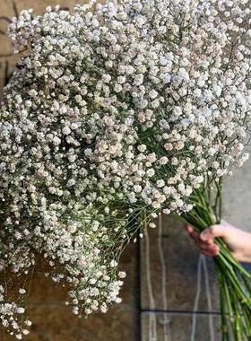 White Natural Dried Gypsophila Babys Breath Dried Flowers G