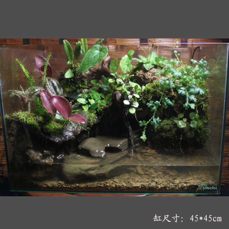 山野选集 热带雨林生态缸微景观室内景观素材 造景用植物套餐组合 - 图3