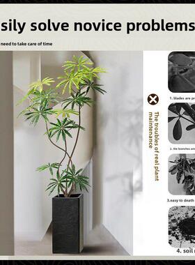 绿色植物人造树孔雀木高雅易接近豪华室内客厅角落装饰气氛家居装