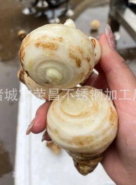 全自动去皮清洗机多功能芋头土豆红薯去皮清洗机核桃仁物理脱皮机