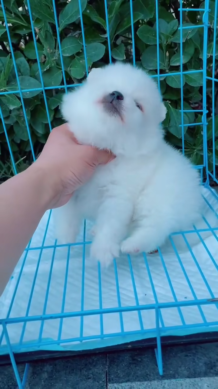 博美犬幼犬活 新人首单立减十元 22年8月 淘宝海外 博美犬幼犬活 新人首单立减十元 22年8月 淘宝海外