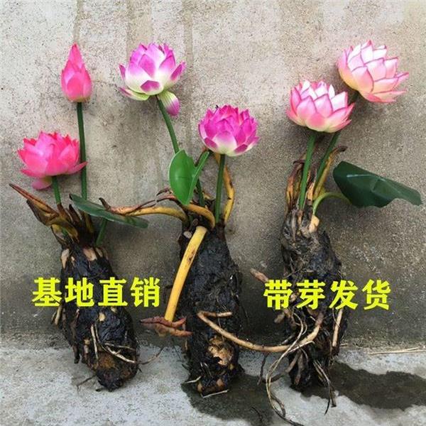 睡连花草池塘睡莲花鱼缸睡莲根块带花苞水培植物庭院大小睡莲花苗 - 图3