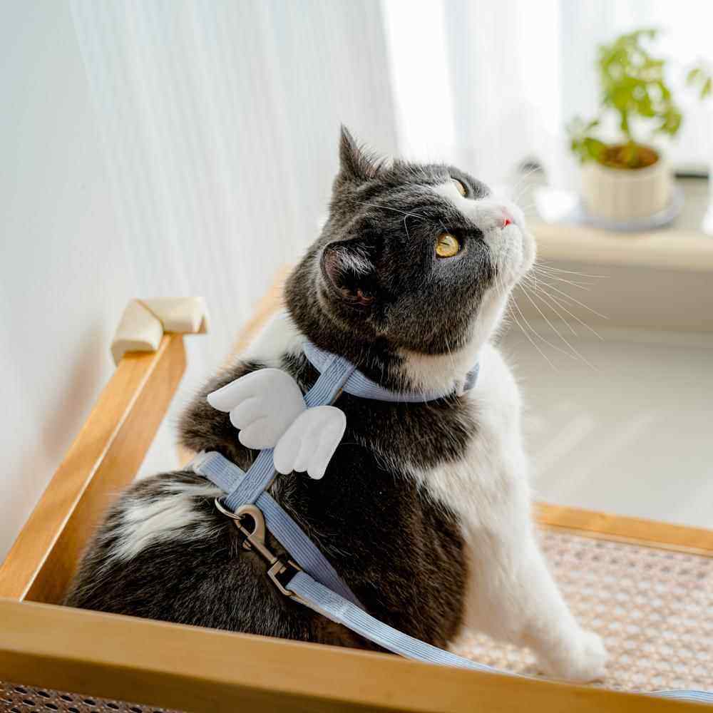 翅膀猫咪外出牵引绳工字型宠物防挣脱狗狗牵引绳小型犬可爱遛猫绳,淘宝优惠券,粉丝福利购,淘宝优惠卷