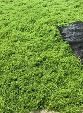 假青苔彷真丝状苔藓草坪加厚彷真羊毛藓盆景盆栽铺面景观布置草坪