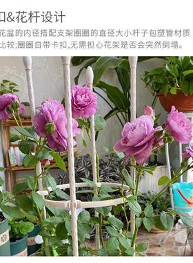 阳台铁艺爬藤花架月季铁线莲花盆支架园艺支柱室外攀爬植物支撑杆