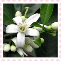 Fresh bitter orange blossom flowers 3 end of April cured spot made pure dew essential oil enzyme floral material base straight hair