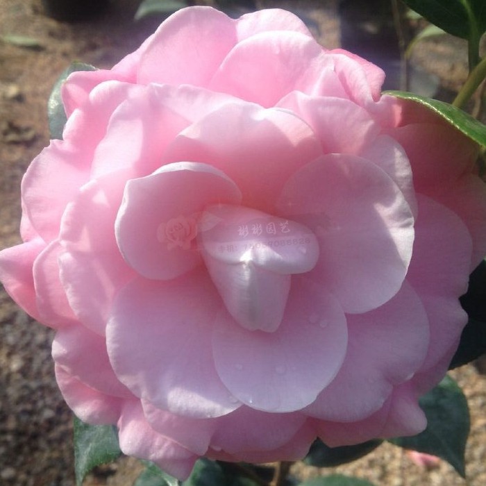 牛西奥雕石龙岩永福正品美人艳茶花粉色进口好养茶花品种