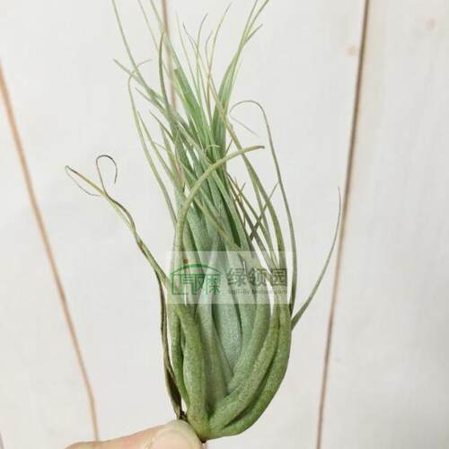 展示 Tillandsia Carminea 卡米娜 - 图0