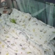 [Cửa hàng Toyama] Bộ đồ bốn mảnh cotton kỳ lân nguyên bản! - Bộ đồ giường bốn mảnh