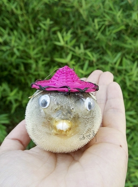 草帽天然标本汽车小礼品家居装饰