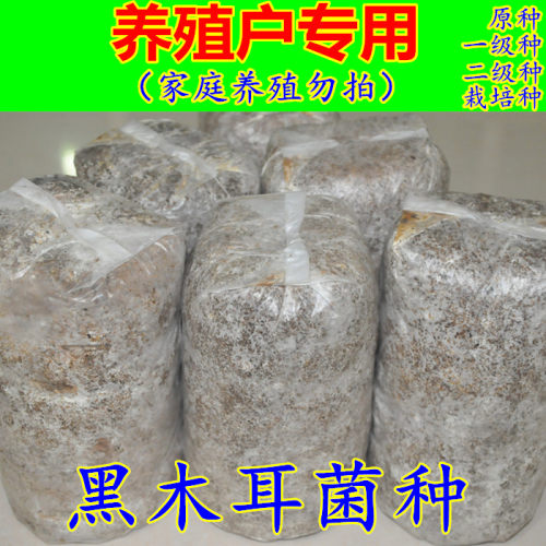 食用菌黑木耳菌种栽培种一级种二级种三级种椴木木头菌种母种试管 - 图3