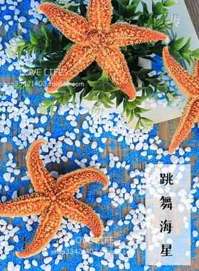 天然原色刺棘跳舞五角海星