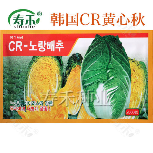 山东黄心秋大白菜种子种籽孑菜种四季秋季冬季籽种蔬菜老品种大全 - 图2