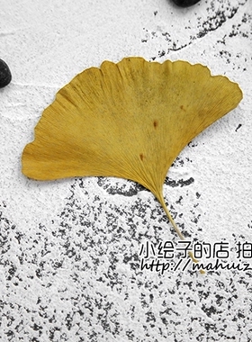 天然干花黄色银杏叶搭配拍照背景
