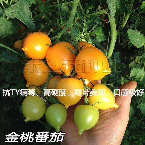 金桃番茄种子樱桃番茄黄特色番茄西红柿种子籽口感极好四季春夏 - 图1