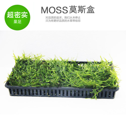莫斯盒新手水草莫丝鱼缸淡水植物前景草坪铺底阴性绑沉木无土慕斯 - 图0