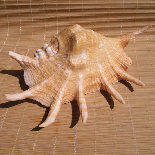 天然海螺贝壳超大蜘蛛螺七角螺爪子螺地中海家居摆件水族鱼缸造景 - 图0