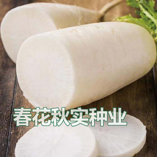 脆甜多汁大白萝卜种子 春夏秋季花叶板叶耐热耐湿 水果蔬菜种籽孑 - 图2