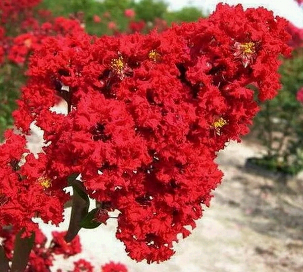 紫薇花树苗红火箭百日红庭院种植花园盆地栽围墙四季观花工程植物 - 图0