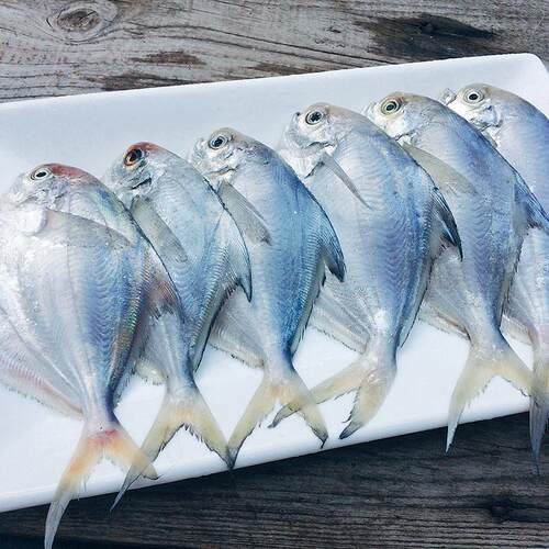 老浏河码头特产东海水产海鲜野生新鲜白扁扁鱼小白鲳小鲳鱼一斤装 - 图0