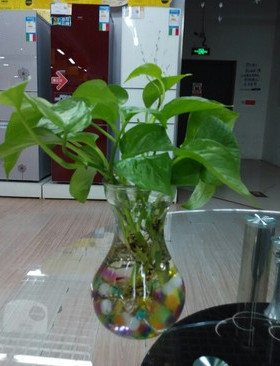 风信子透明绿萝吊篮器皿插花瓶