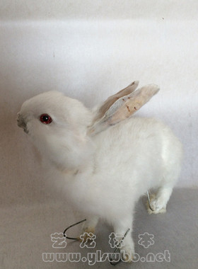 摆件教学影视拍摄道具动物标本